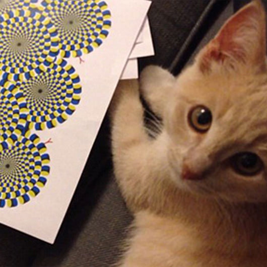 10 Amazing Cat Optical Illusion Pictures, Puzzles, Photos and More