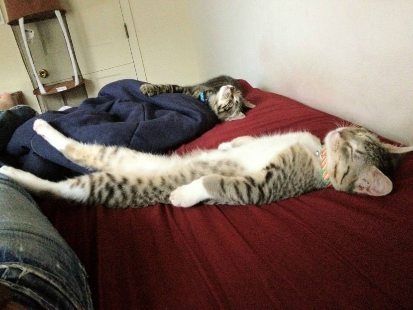 Funny Cat Sleeping Position