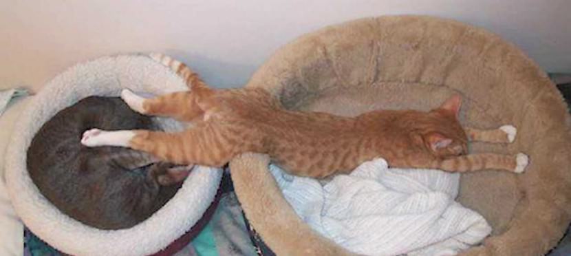 Funny Cat Sleeping Position