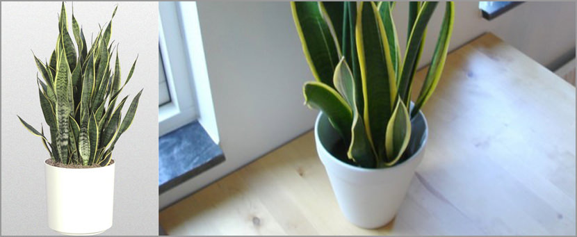 Sansevieria trifasciata Plants That Purify Indoor Air Quality (Smokers)