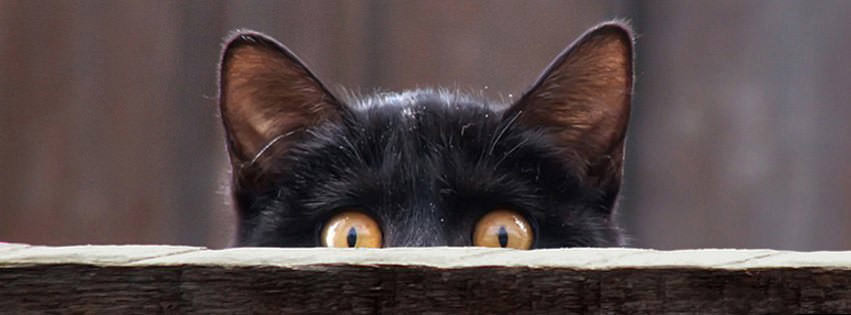 100 Cat & Kitten Facebook Timeline Cover Photo