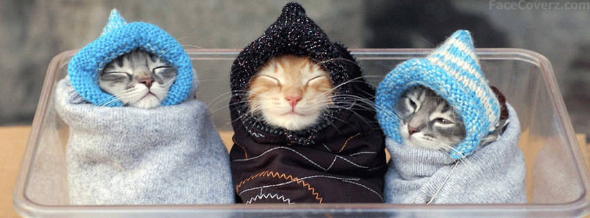 Cute Kittens Facebook Timeline Covers