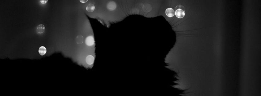 black cat facebook timeline cover