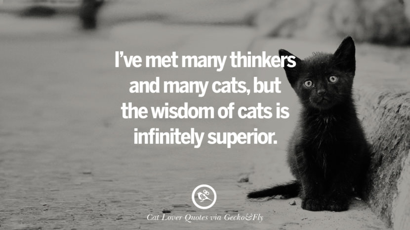 I've met many thinkers and many cats, but the wisdom of cats is infinitely superior. Cute Cat Images With Quotes For Crazy Cat Ladies, Gentlemen And Lovers