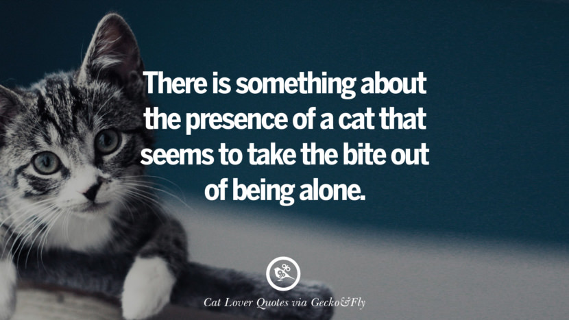 Download 25 Cute Cat Images With Quotes For Crazy Cat Ladies ...