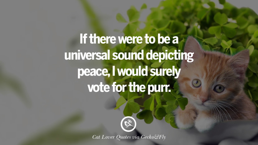 If there were to be a universal sound depicting peace, I would surely vote for the purr. Cute Cat Images With Quotes For Crazy Cat Ladies, Gentlemen And Lovers