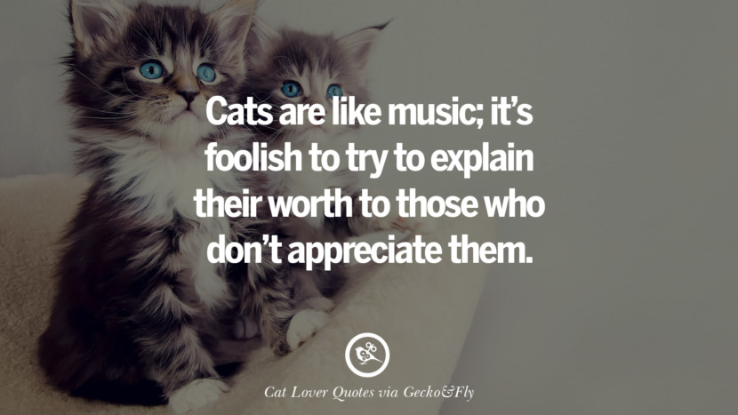 25 Cute Cat Images With Quotes For Crazy Cat Ladies -1111