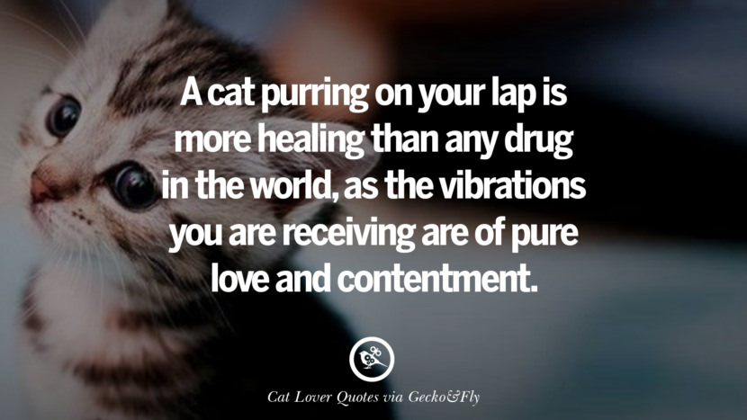 A cat purring on your lap is more healing than any drug in the world, as the vibrations you are receiving are of pure love and contentment. Cute Cat Images With Quotes For Crazy Cat Ladies, Gentlemen And Lovers