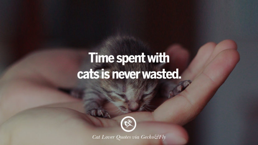 Time spent with cats is never wasted. Cute Cat Images With Quotes For Crazy Cat Ladies, Gentlemen And Lovers