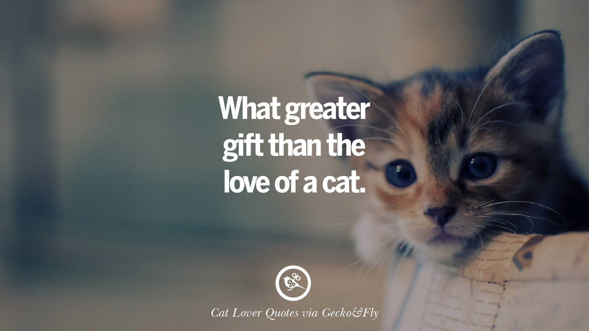 Download 25 Cute Cat Images With Quotes For Crazy Cat Ladies ...