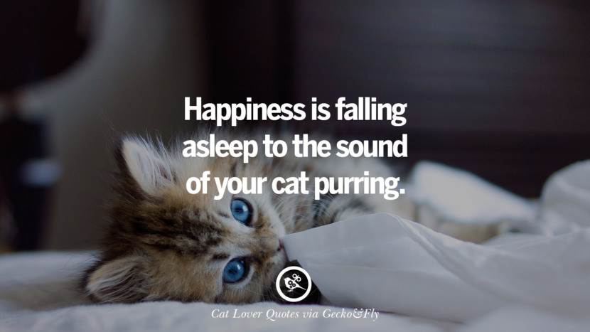 25 Cute Cat Images With Quotes For Crazy Cat Ladies 