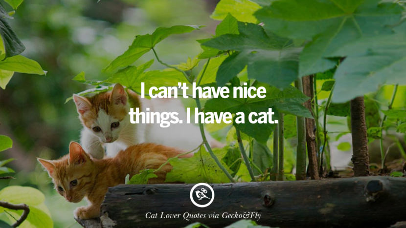 I can't have nice things. I have a cat. Cute Cat Images With Quotes For Crazy Cat Ladies, Gentlemen And Lovers