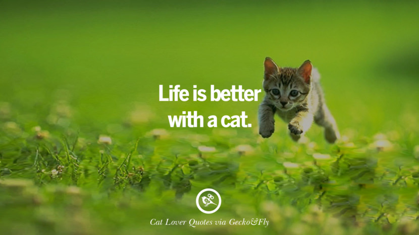 Life is better with a cat. Cute Cat Images With Quotes For Crazy Cat Ladies, Gentlemen And Lovers